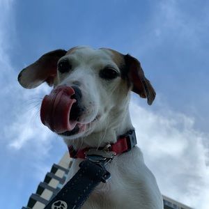 Meet your Posher, Dan